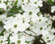 Flowering dogwood