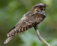 Eastern whip-poor-will