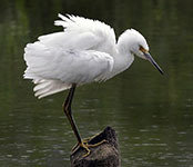 Snowy egret