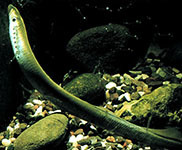 American brook lamprey