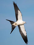 Swallow-tailed kite