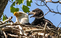 Bald eagles