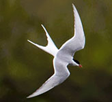 Arctic tern