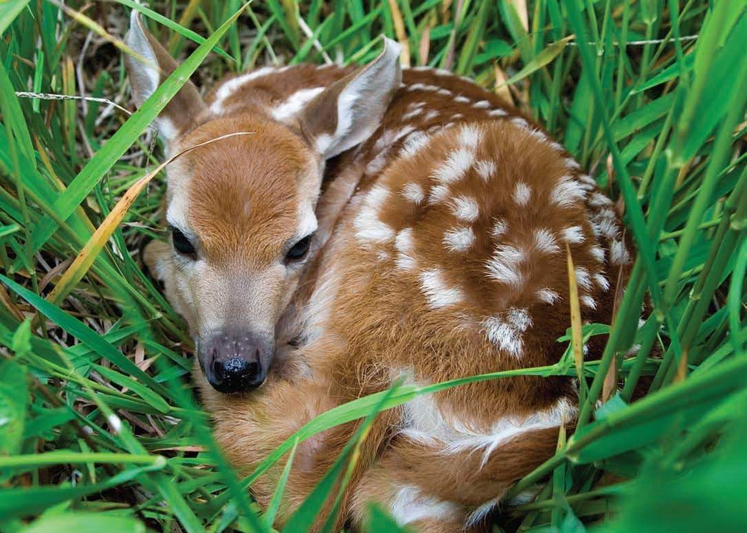 Baby fawn bedded in tall grass
