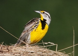 Eastern Meadowlark