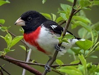 Rose-breasted grosbeak