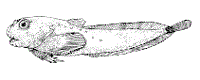 Inquiline snailfish