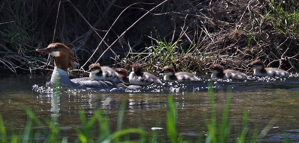 Common mergansers courtesy of Deborah Tracy Kral