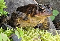 American toad