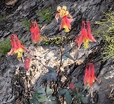 Wild columbine