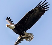 Bald eagle with channel catfish