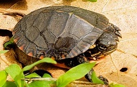 Painted turtle