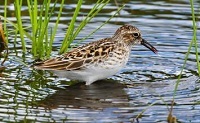 Least sandpiper