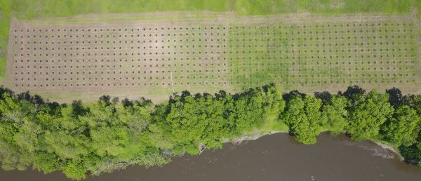 Aerial View of hundred's of tree tubes near the Walkill River.