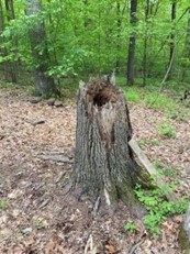 Mallard nest in tree stump
