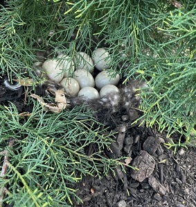 Mallard nest in car wash flower bed