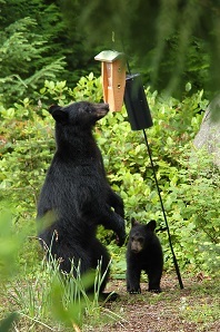 A black bear sow and her cub investigate a bird feeder