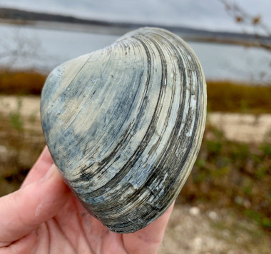 hard clam being held by person