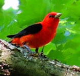Scarlet tanager