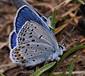 Karner blue butterfly