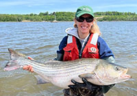 Striped bass