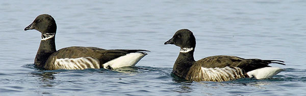 Brant courtesy of Dave Utterback