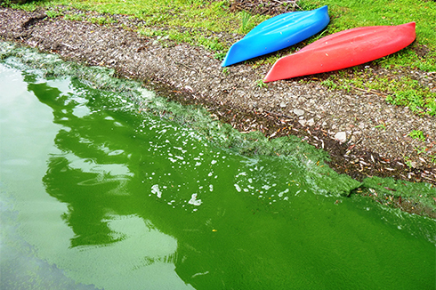 Harmful Algal Bloom