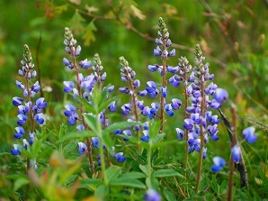 Wild blue lupine plant