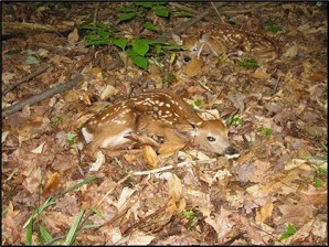A white-tailed fawn lays in a pile of leaves