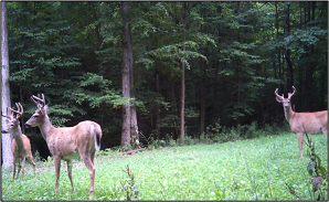 Three antlered white-tailed bucks stand in a grassy field