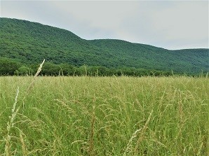 Field at Honeoye Inlet WMA