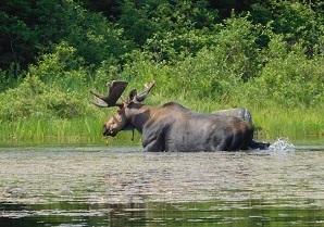 Bull moose wades through water