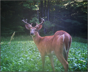 An antlered white-tailed buck stands in a field of vegetation