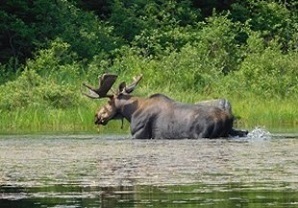 Moose in water, taken by G Le