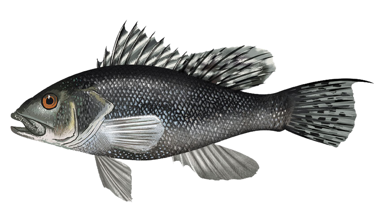 Black sea bass credit to MAFMC