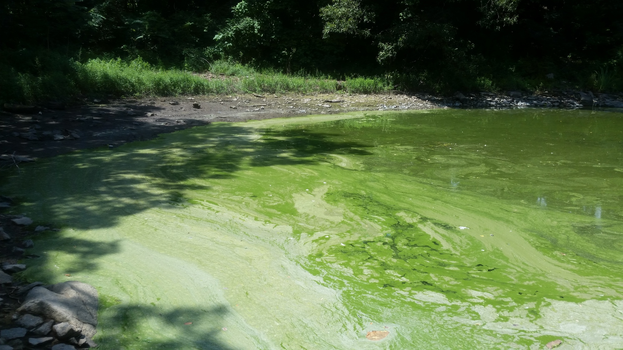 Pic of HAB on Sheldrake Lake