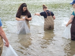 American Shad being stocked