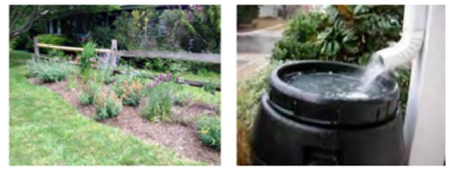 Native Garden and Rain Barrel