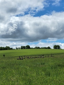 Group of Canada geese in field