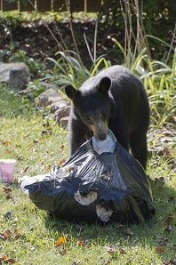 Black bear eating garbage
