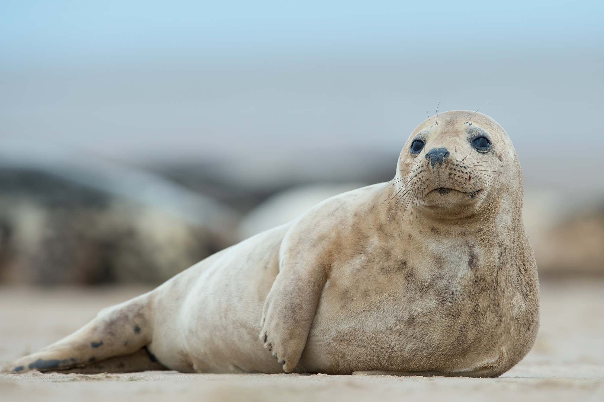seal resting on sandy beach