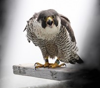 Peregrine Falcon