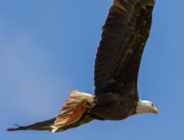 A bald eagle in flight with a goldfish in its talons