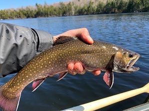 Angler holding up Brook Trout