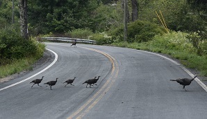 Turkey hens and poults crossing a road