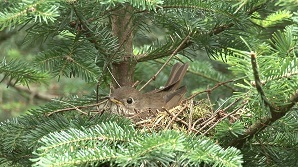 Bicknell's thrush in tree nest