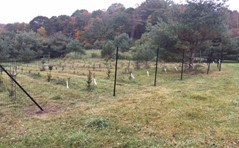 Fenced area with multiple trees behind it