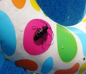 Asian Longhorned Beetle op top of a float in a pool