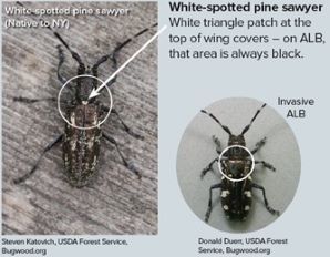 white-spotted pine sawyer identification graphic