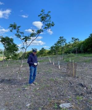 Person standing near a black walnut tree preparing to install tree tubes 